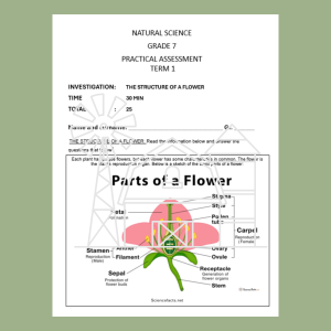 PAT - The Structure of a Flower